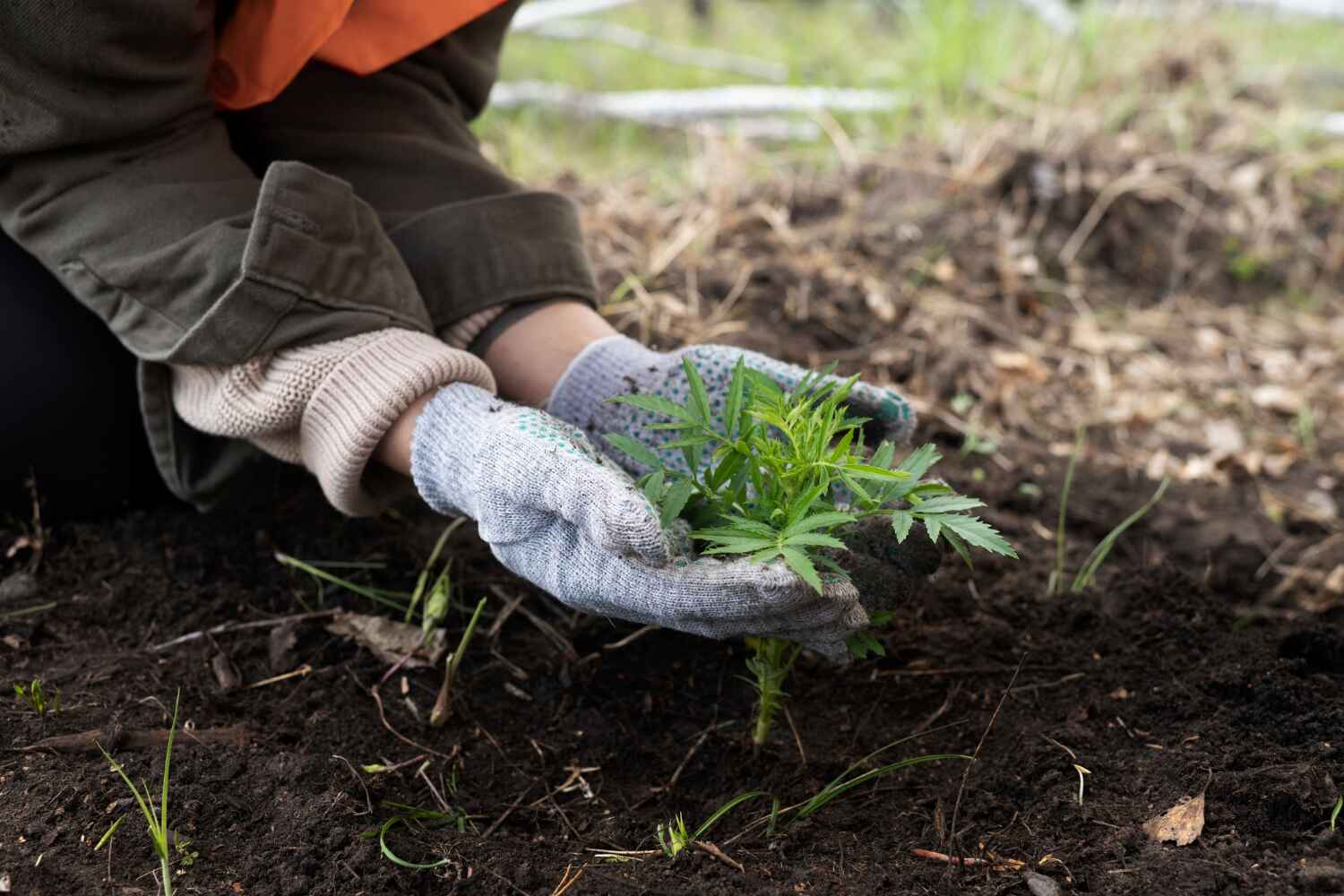 Best Stump Grinding Near Me  in Wahneta, FL